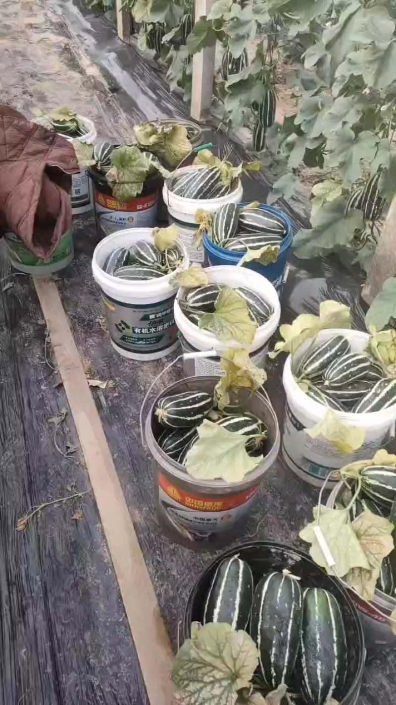精品博洋九甜瓜