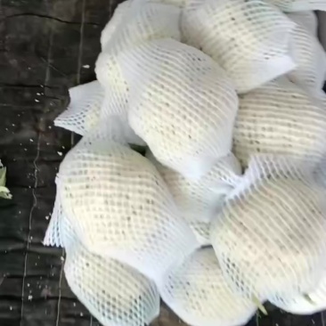 精品松花