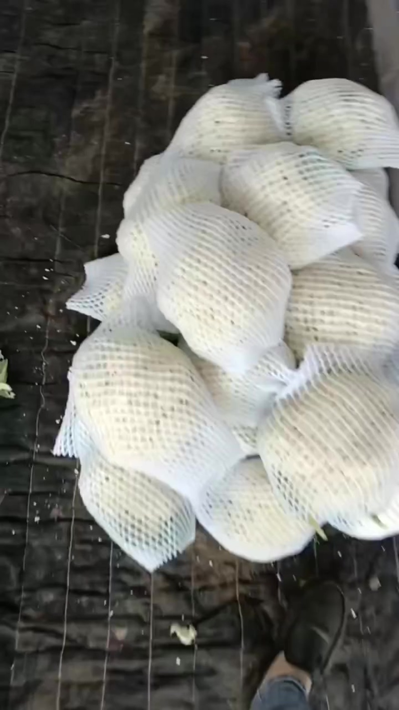 精品松花