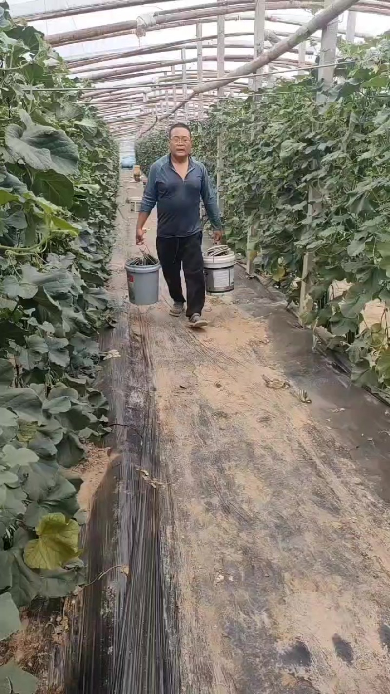 精品博洋九甜瓜