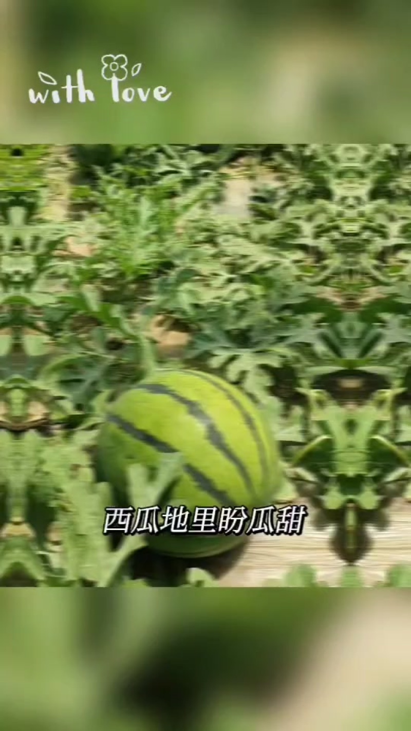 河北甜王西瓜产地直销价格美丽，量大从优，欢迎来电