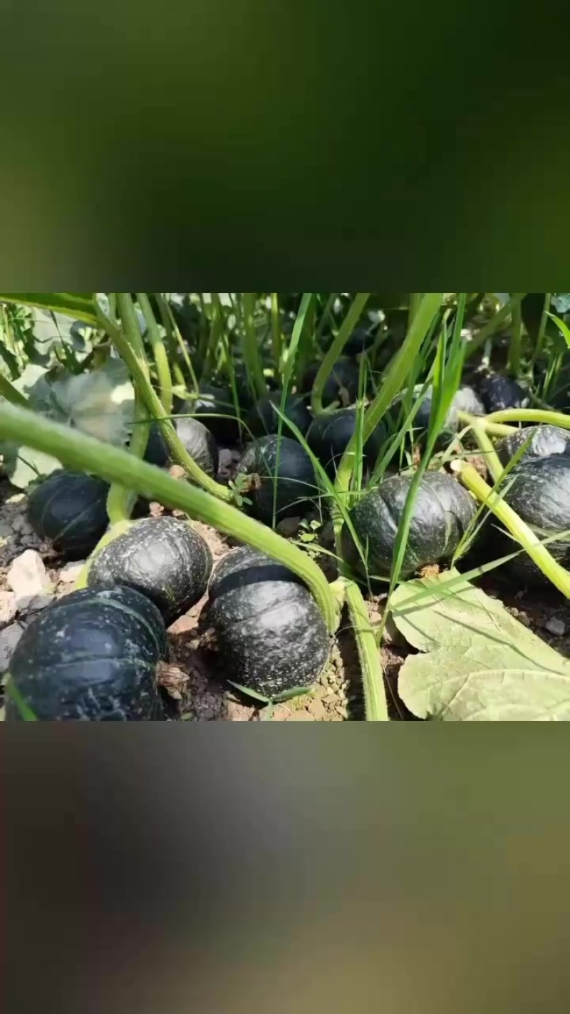 贝贝南瓜