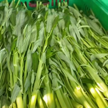 广东惠州大鹏空心菜
