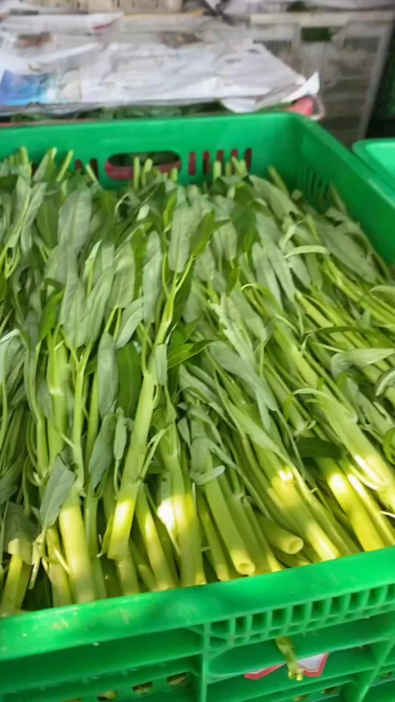 广东惠州大鹏空心菜
