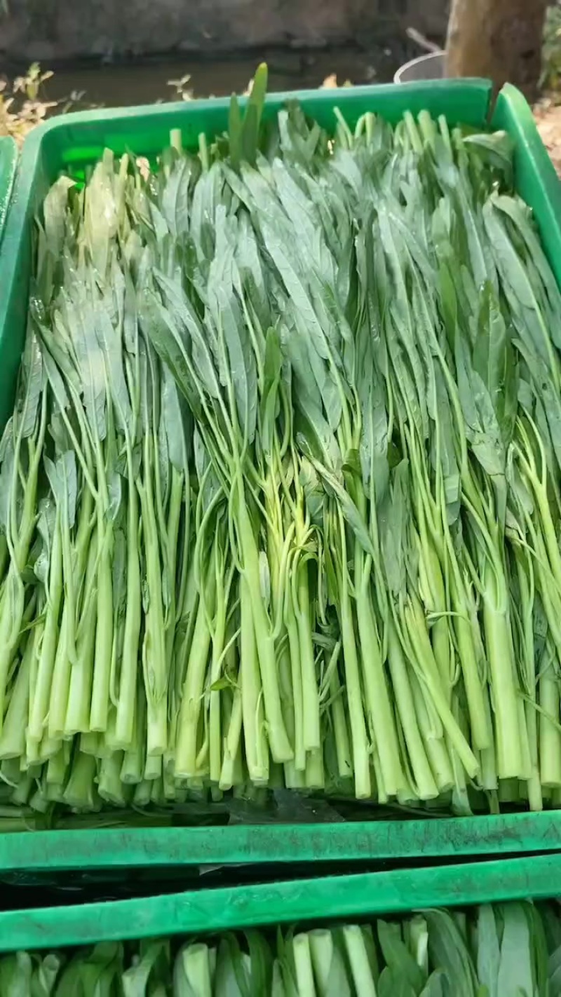 广东惠州大鹏空心菜