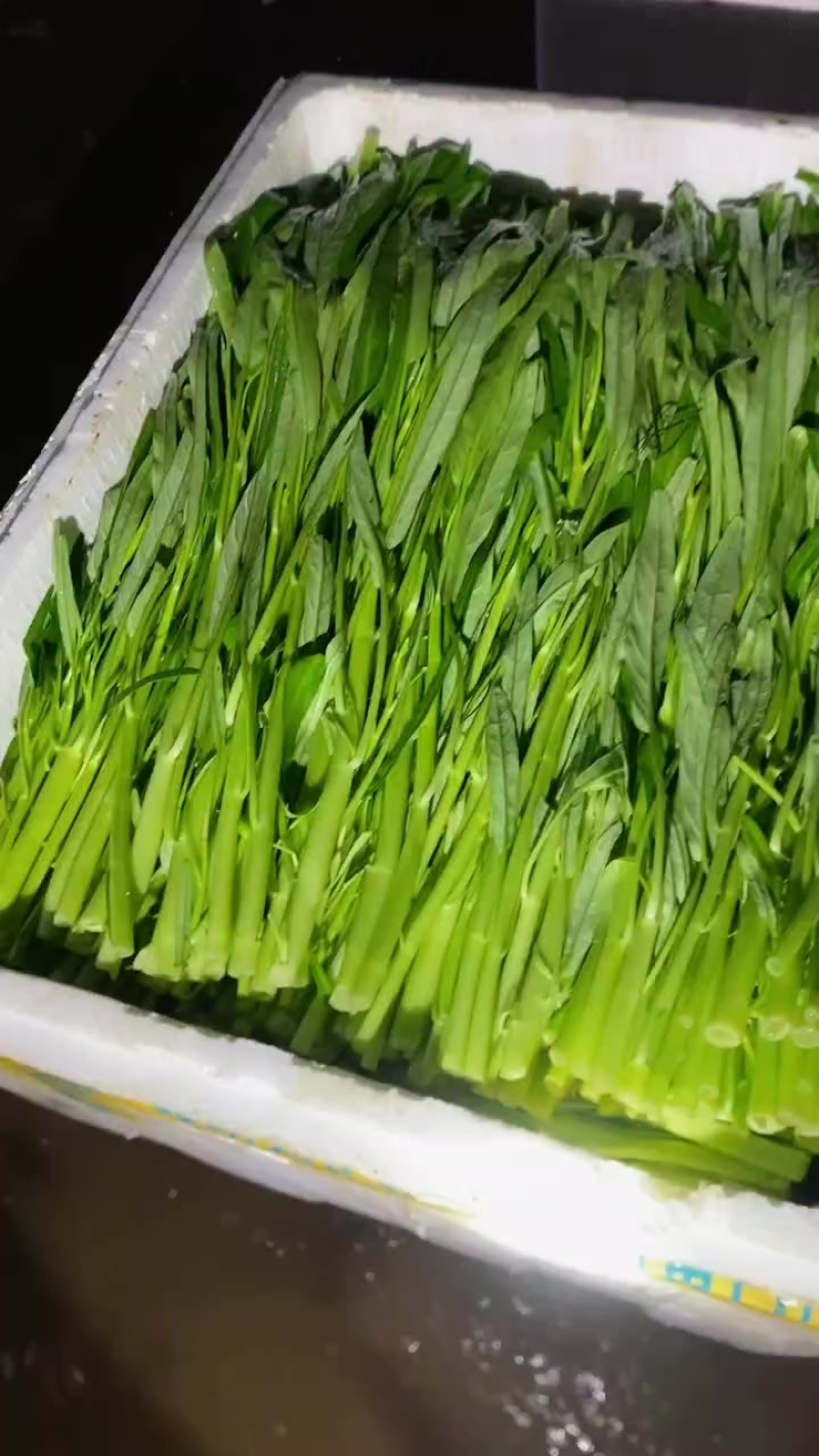 广东惠州大鹏空心菜