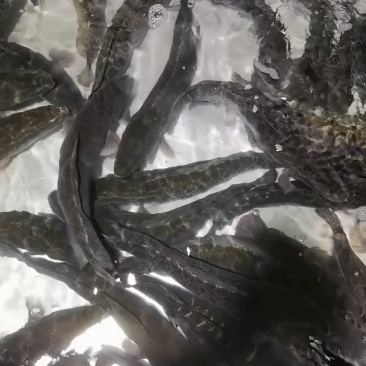 生鱼批发