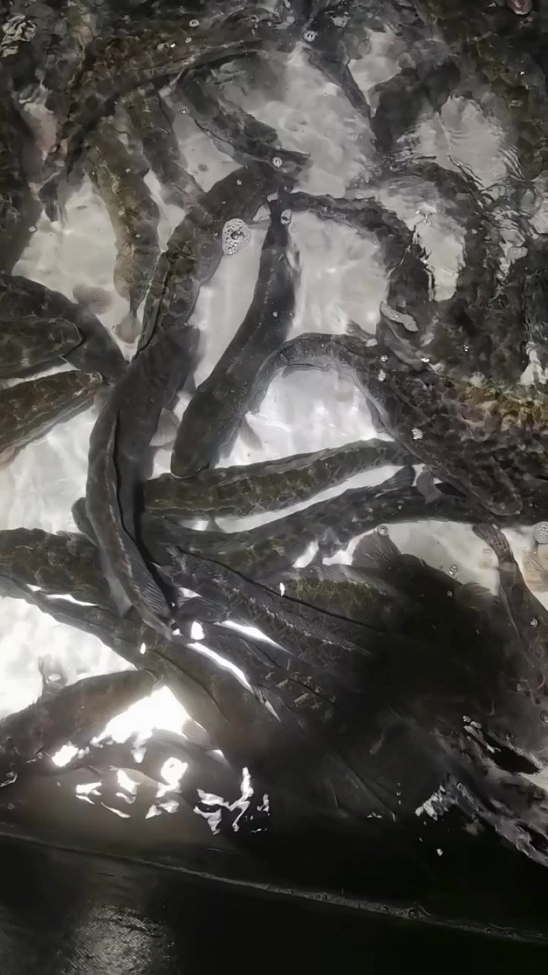 生鱼批发