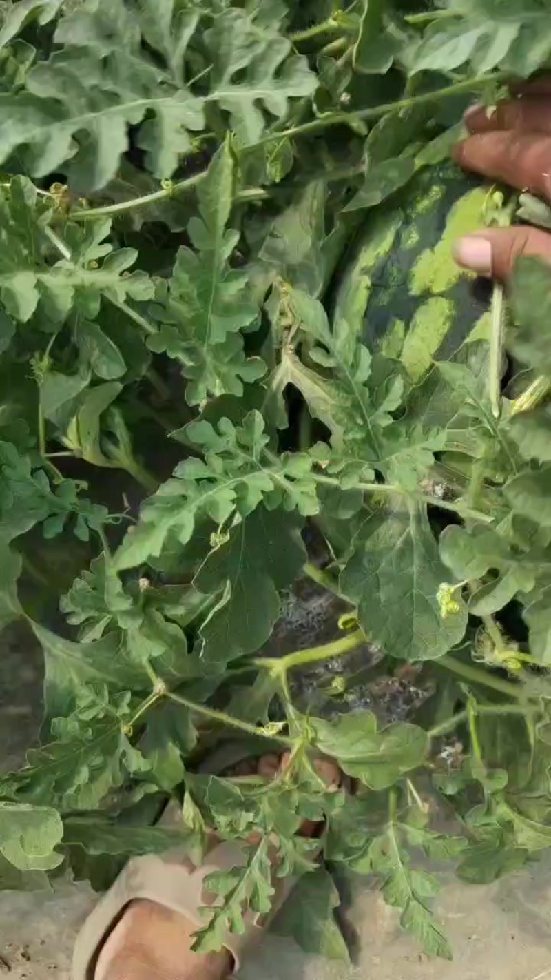 精品美都产地直发，质量三包，验瓜师个个过手
