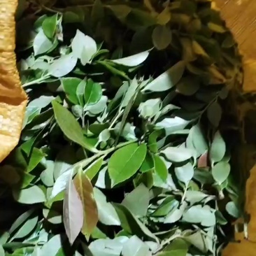 乌饭叶