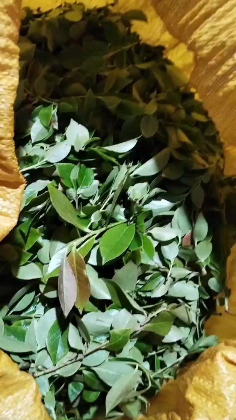 乌饭叶