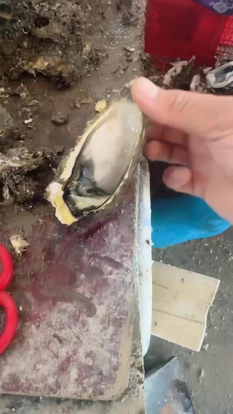 带壳生蚝，生蚝肉