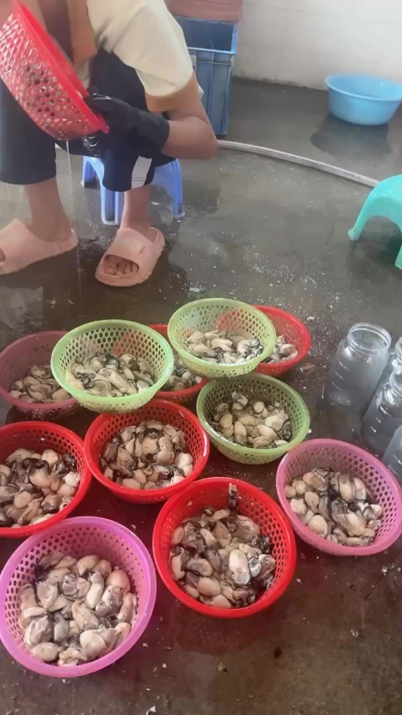 带壳生蚝，生蚝肉