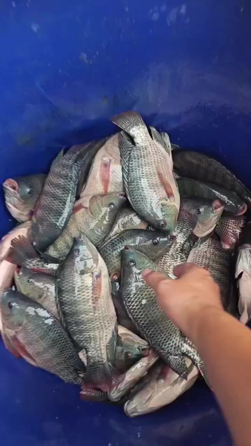 淡水罗非鱼吊水罗非鱼