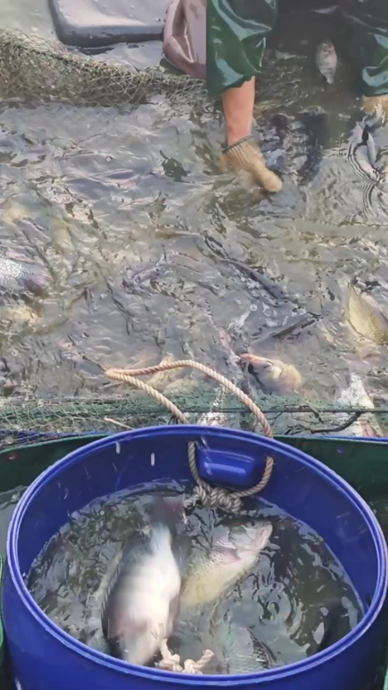 淡水罗非鱼吊水罗非鱼
