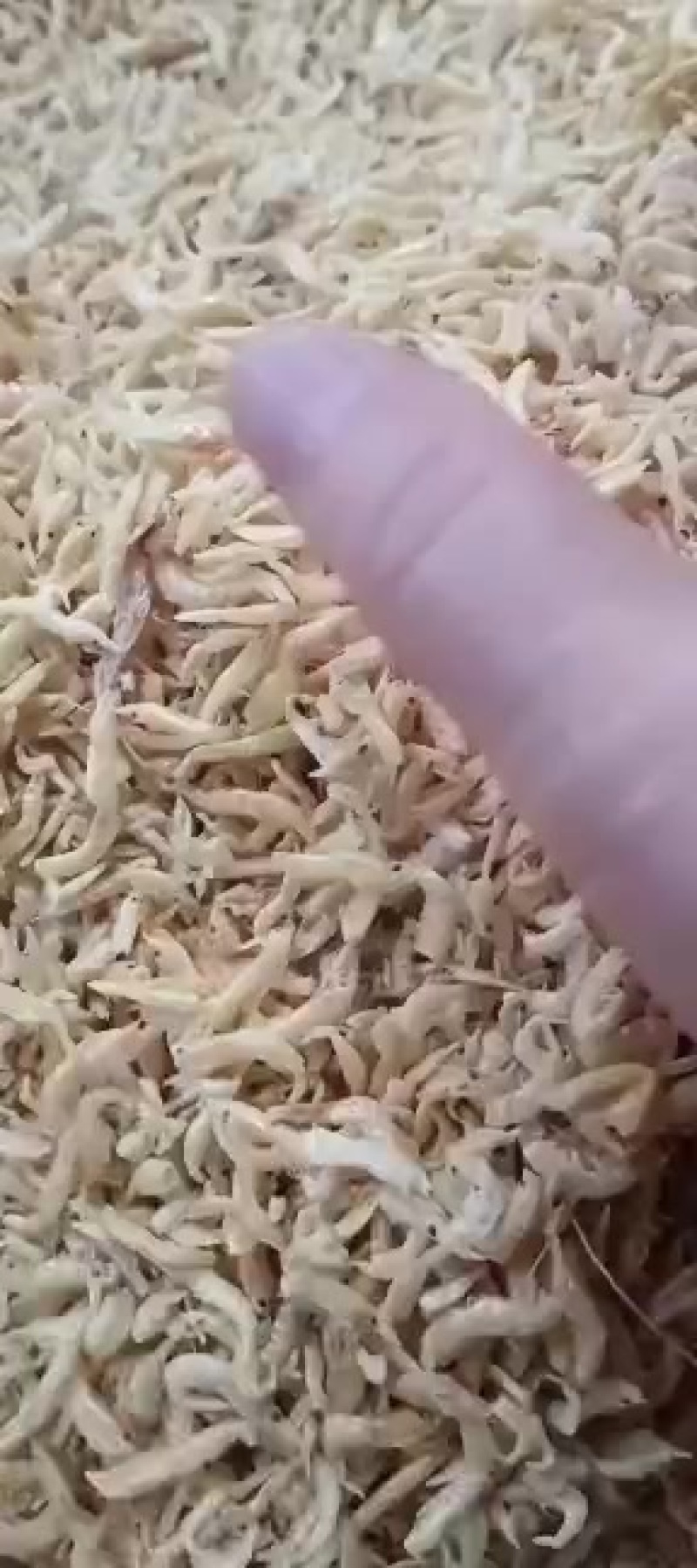 烘烤小小虾米，清仓大甩卖，十成干货，只是个头小点