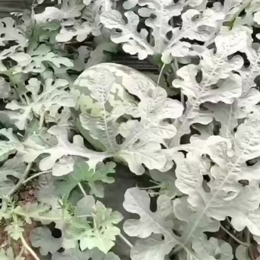 甜王西瓜