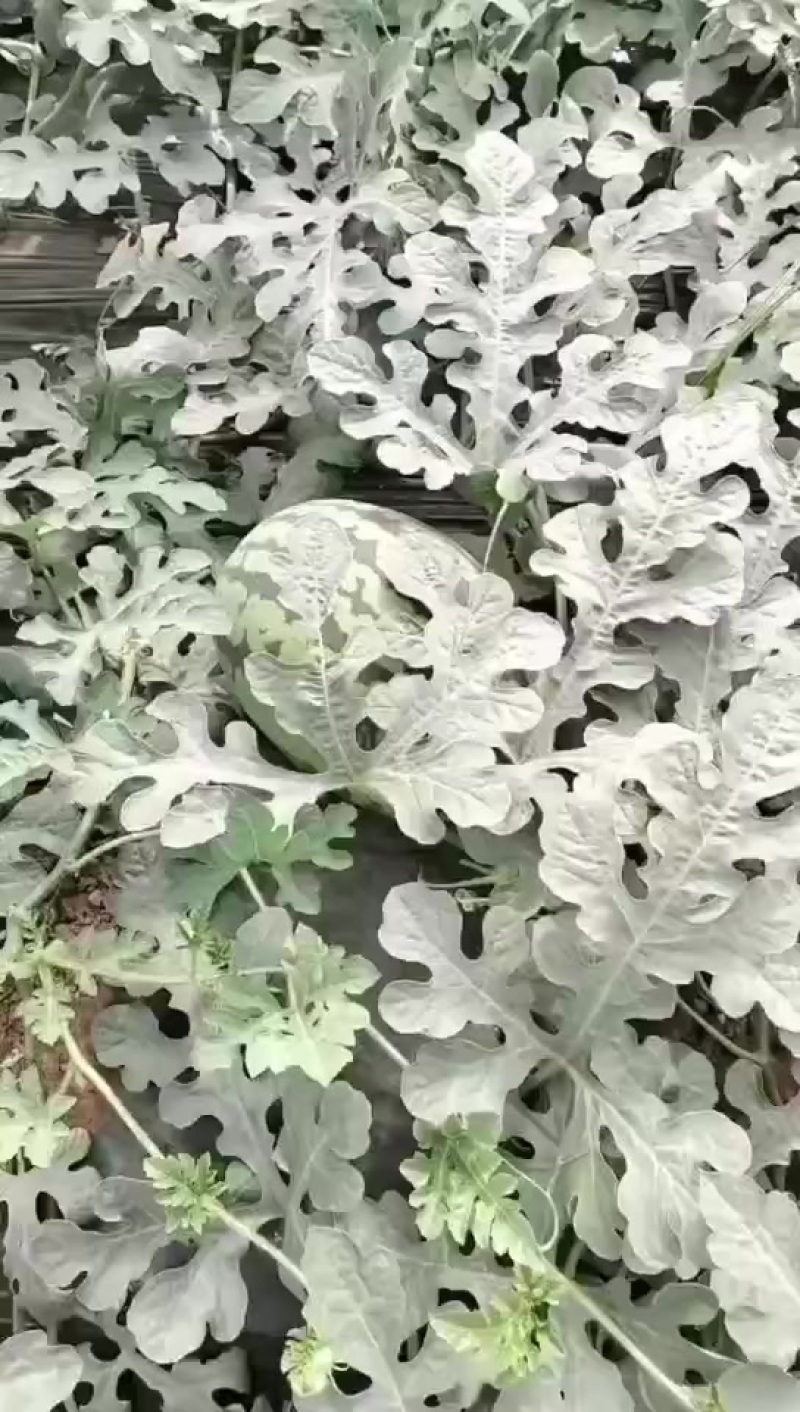 甜王西瓜