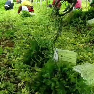 黄后芹菜