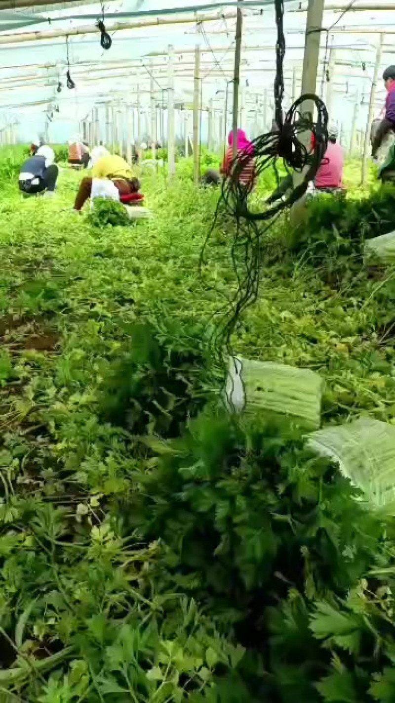黄后芹菜