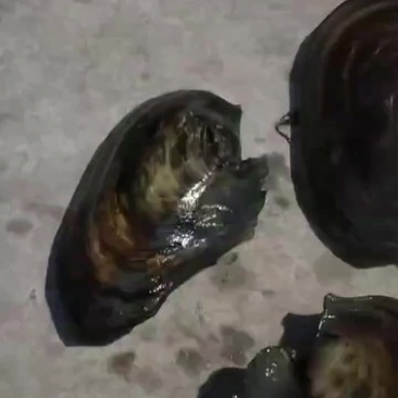 河蚌