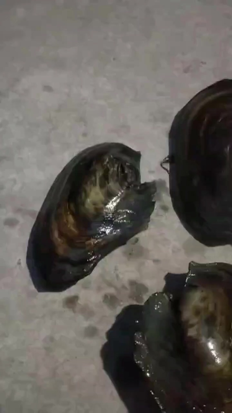 河蚌