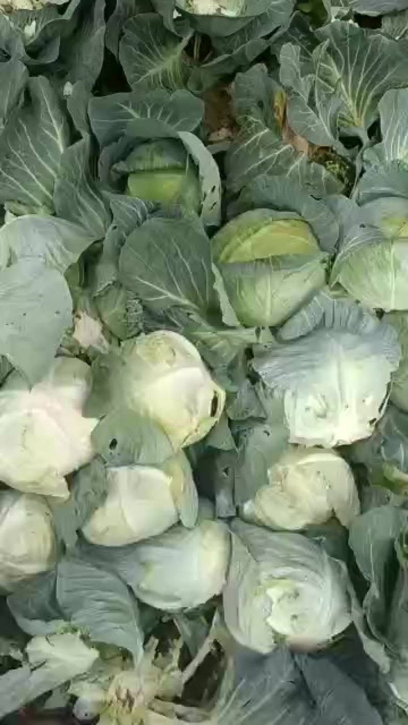 新鲜奥奇娜，天然***，健康美味，直供您的餐桌！
