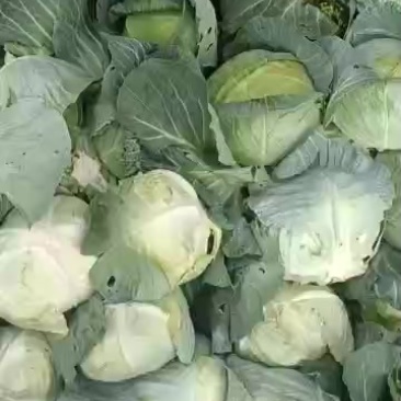 新鲜奥奇娜，天然***，健康美味，直供您的餐桌！