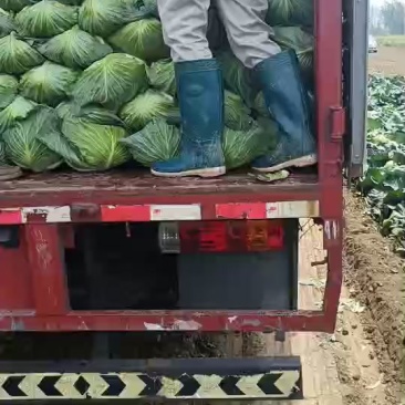 新鲜奥奇娜，天然***，健康美味，直供您的餐桌！
