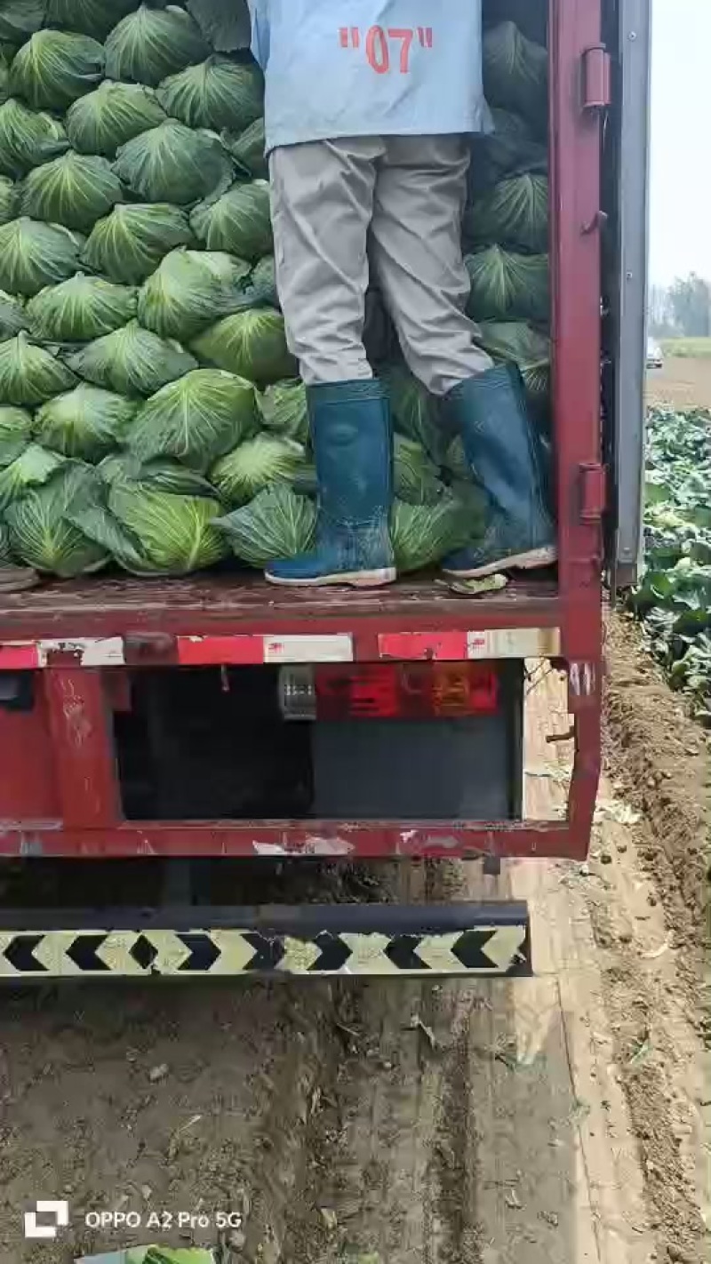 新鲜奥奇娜，天然***，健康美味，直供您的餐桌！