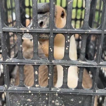 纯种特大种狮头鹅