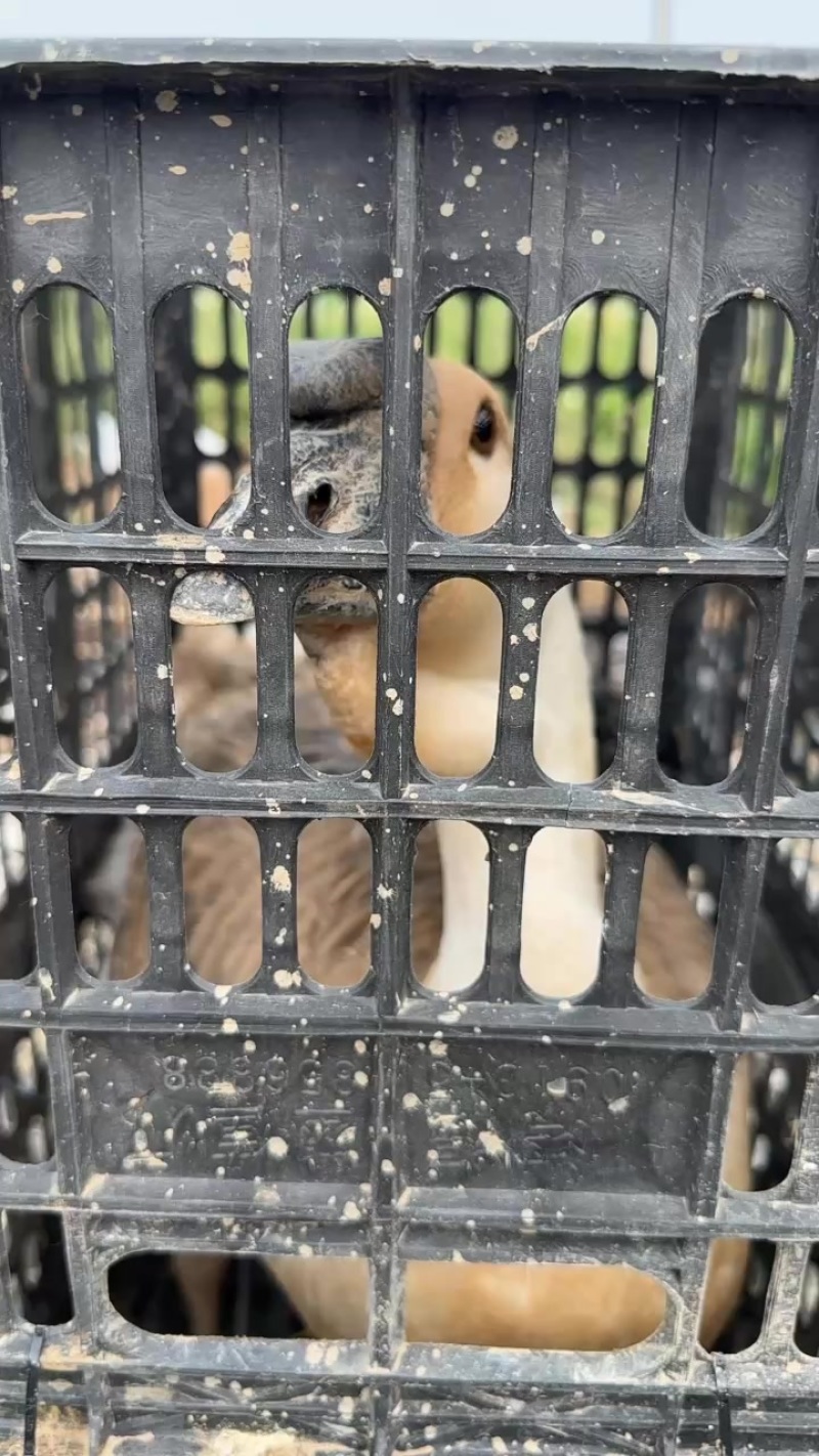 纯种特大种狮头鹅