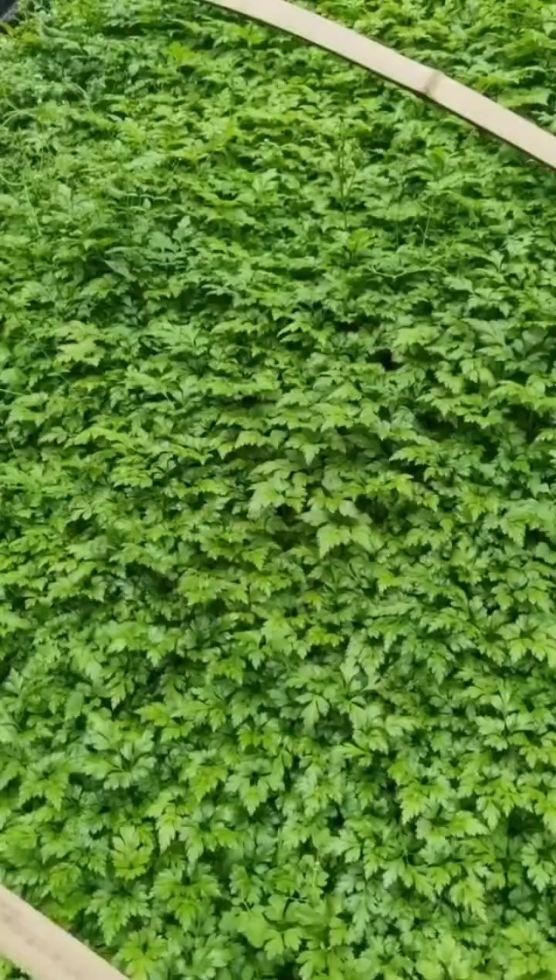 黄连苗子
