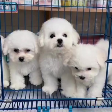 比熊