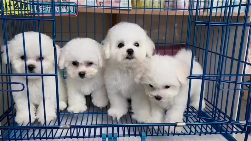 比熊