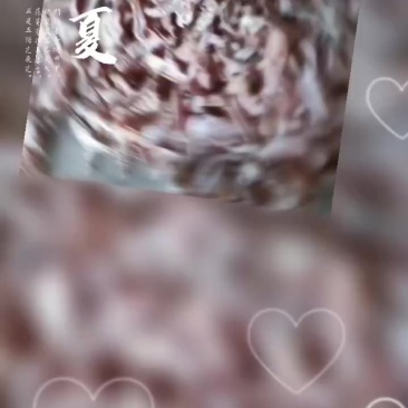 精品玉兰片