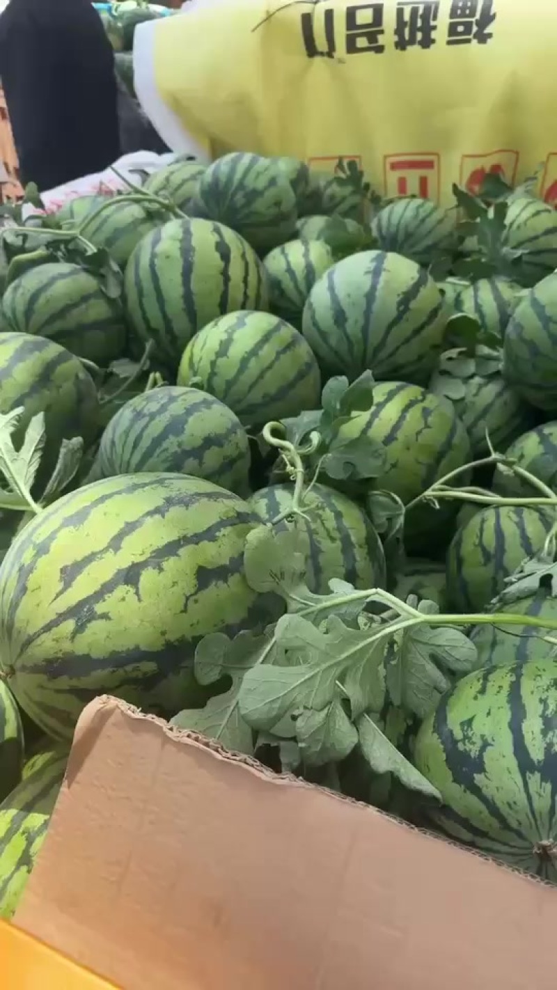 美都西瓜大量有货