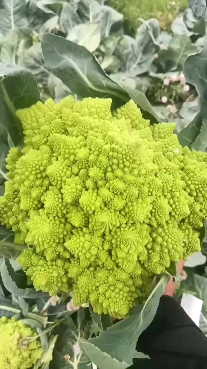 精品宝塔