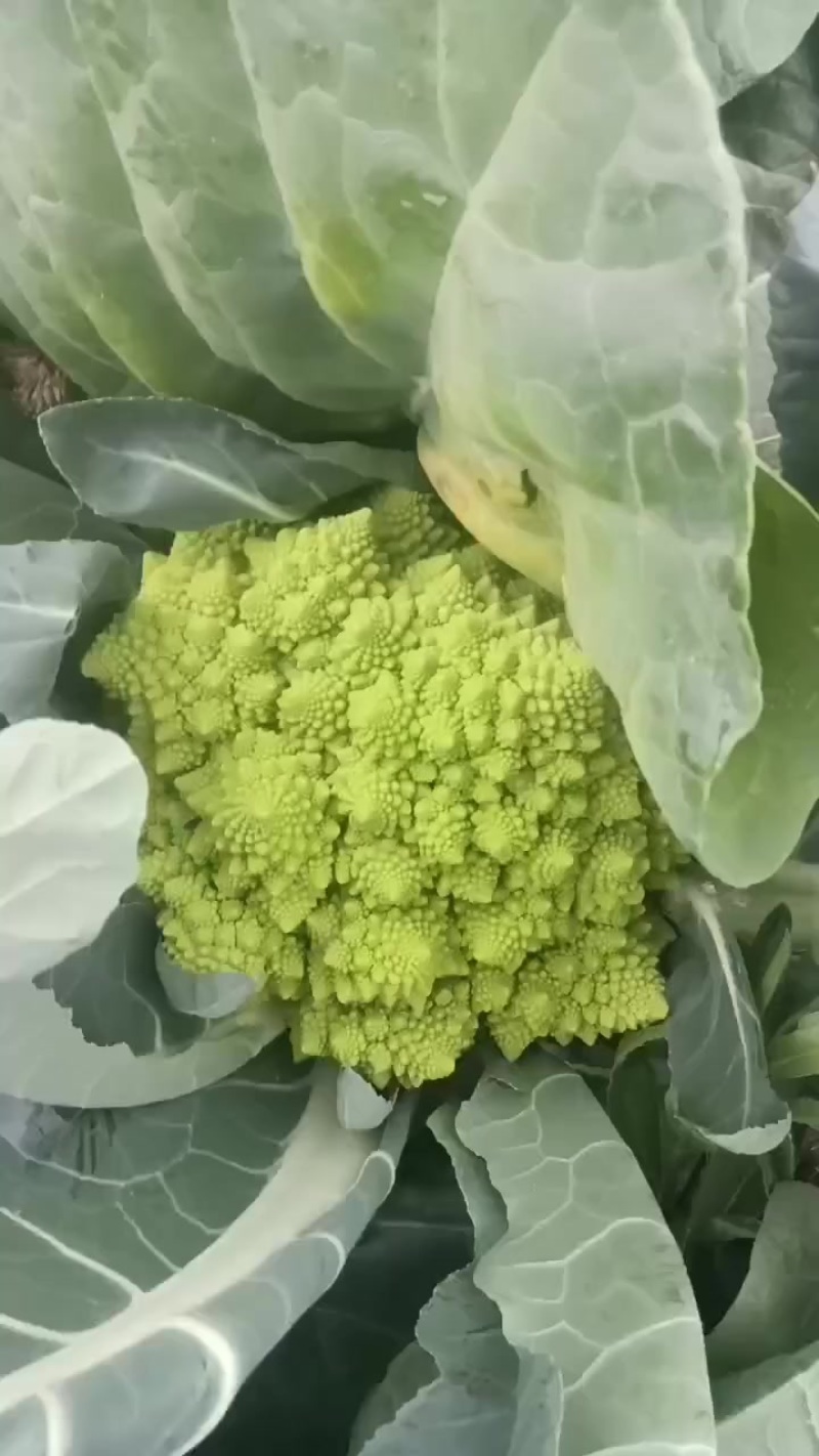 精品宝塔