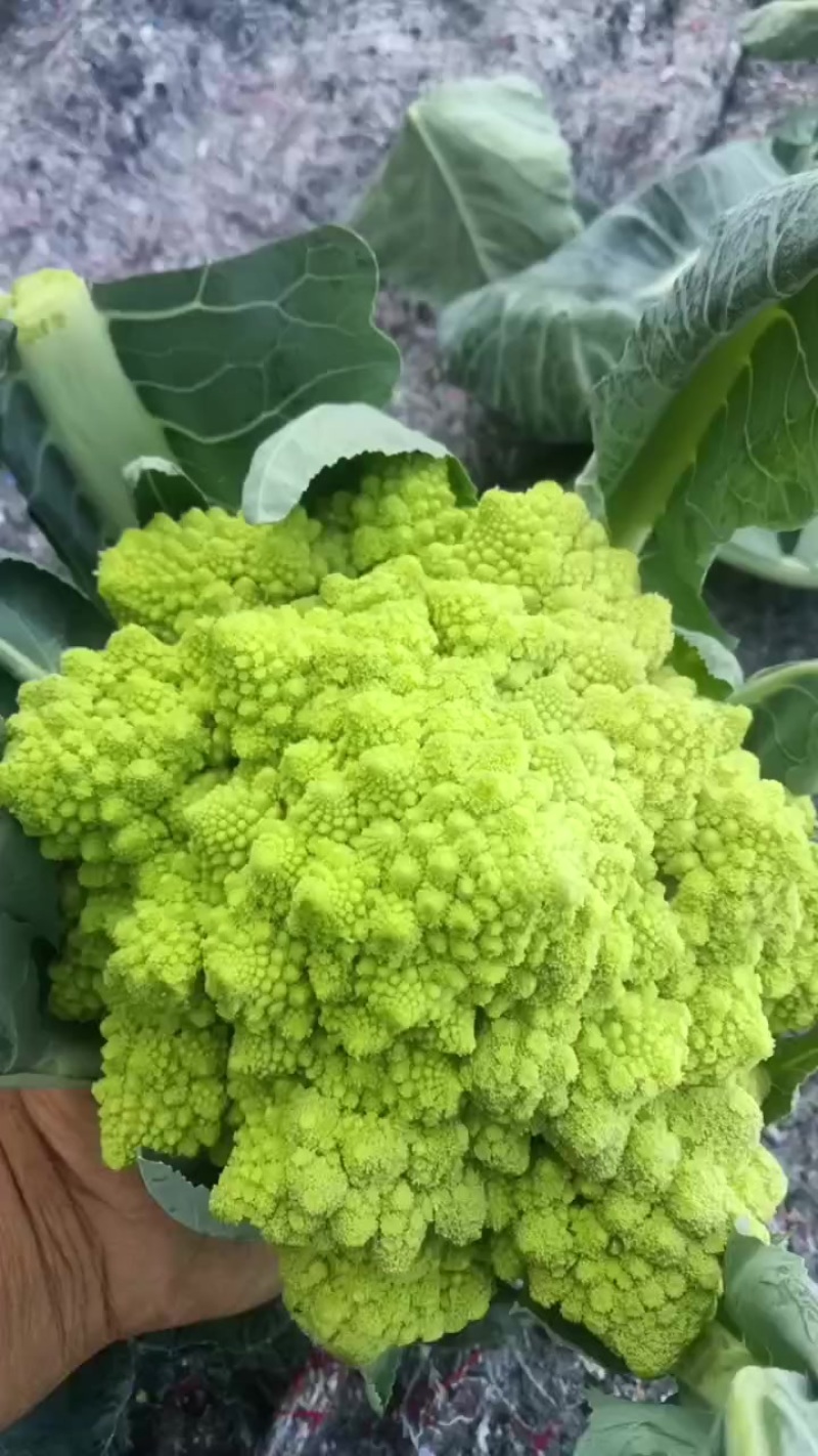 精品宝塔