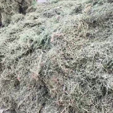 苦地丁干货