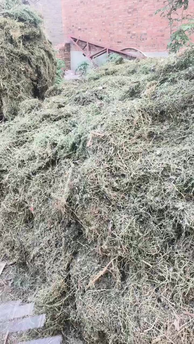 苦地丁干货