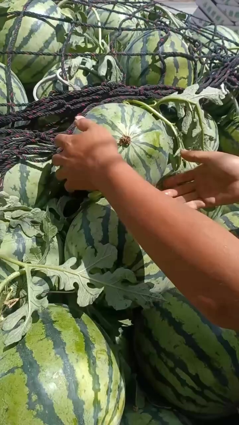 美都西瓜精品瓜通货大量上市