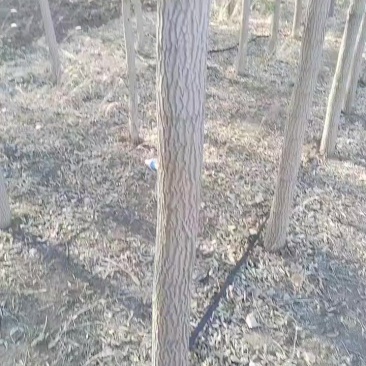 糖槭