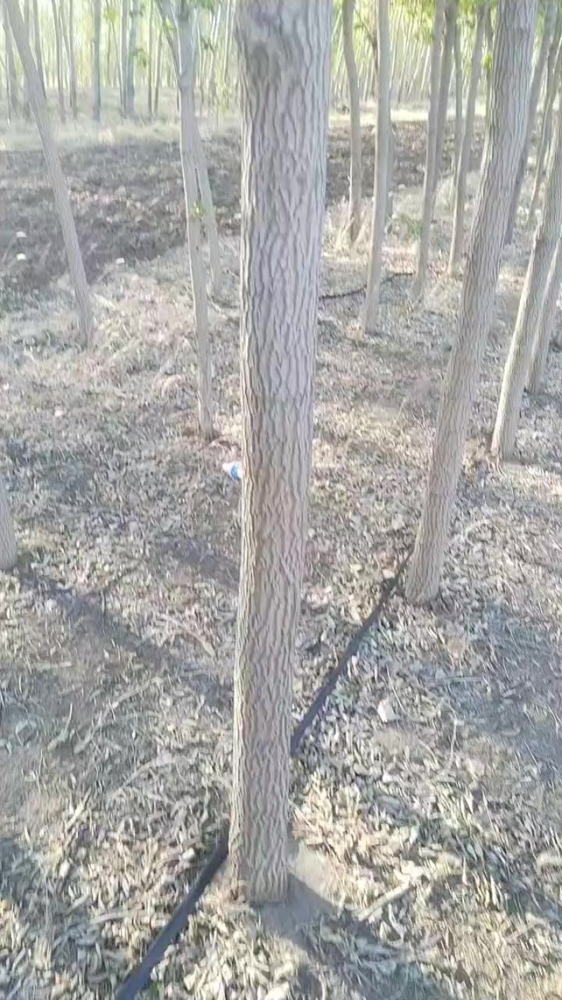 糖槭