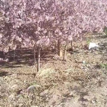梧桐