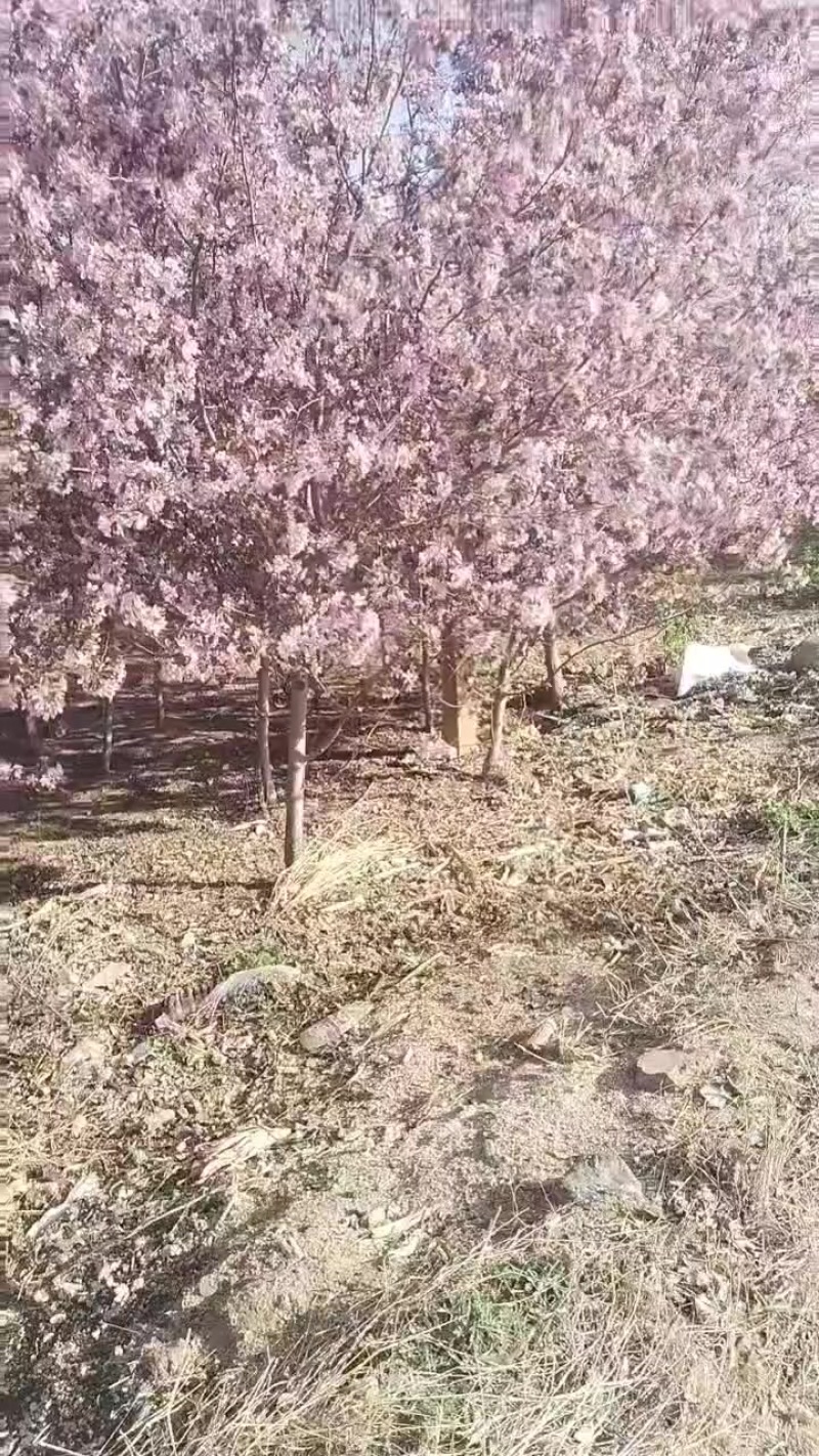 梧桐