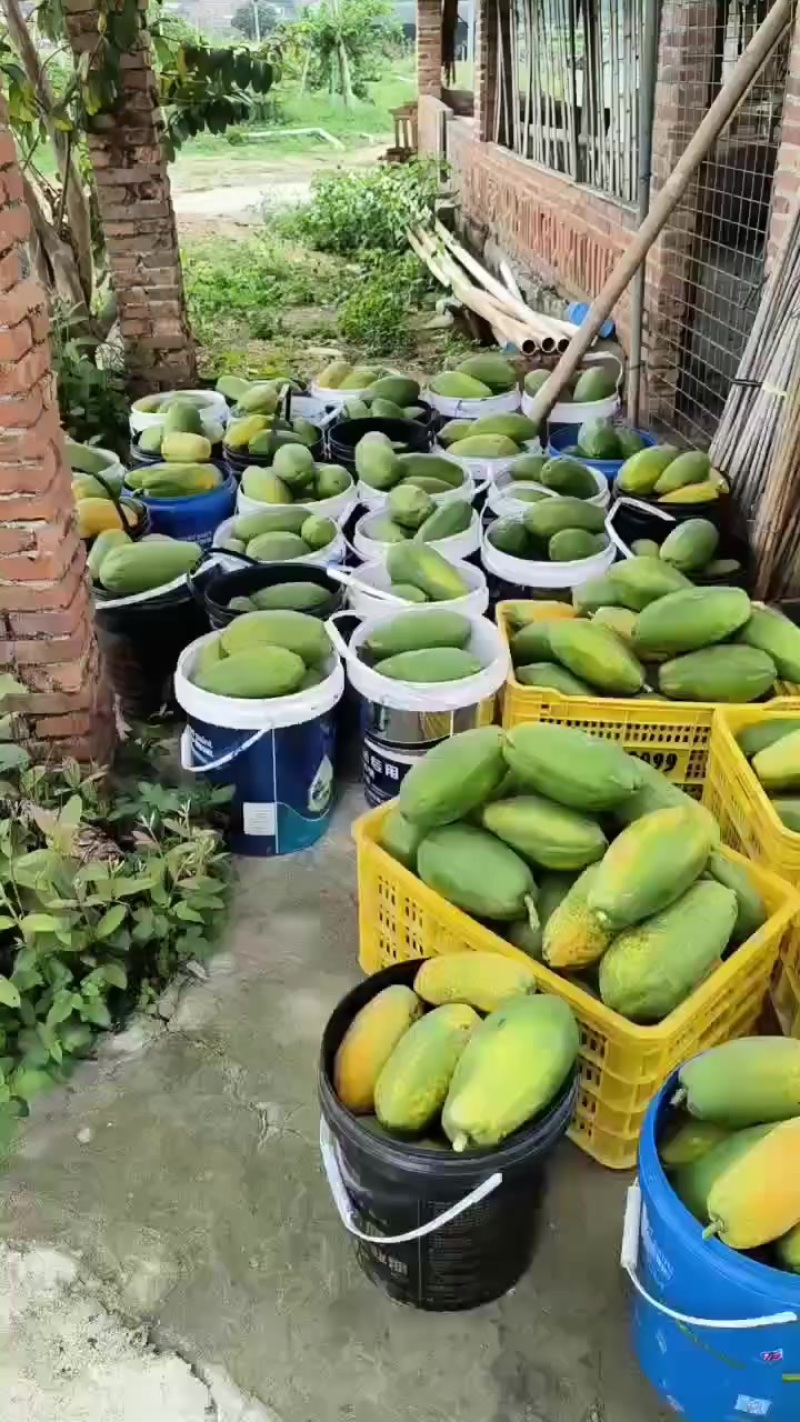 大青水果木瓜