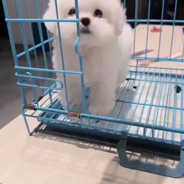 比熊