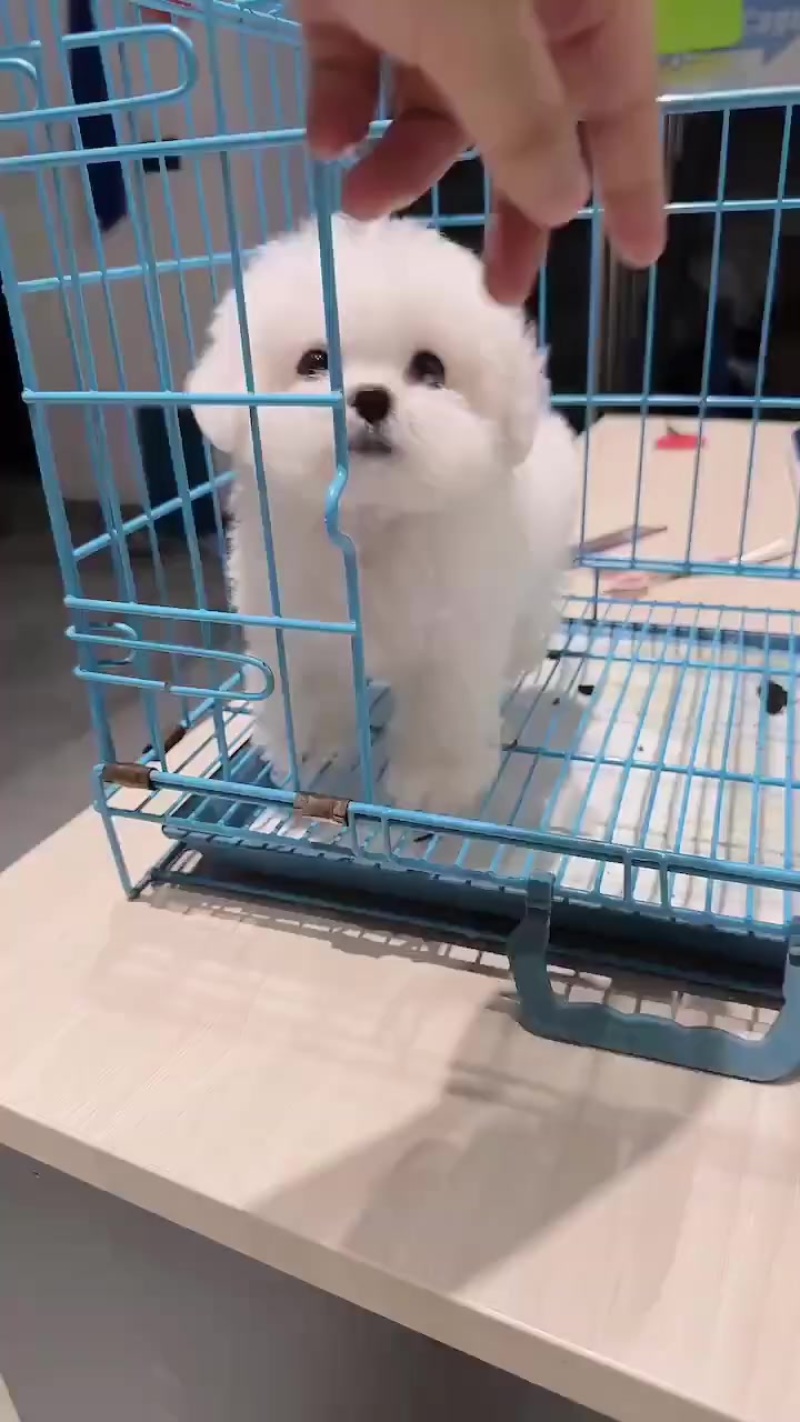 比熊
